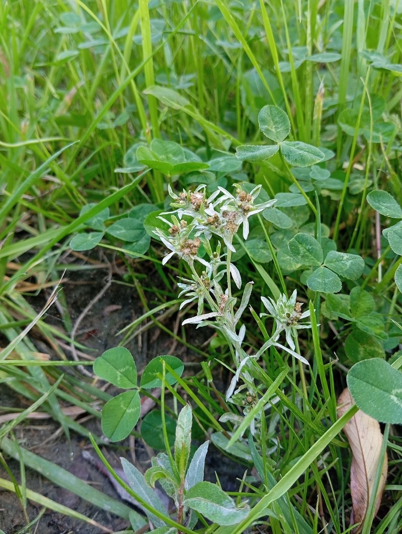 Marsh Cudweed photo 7