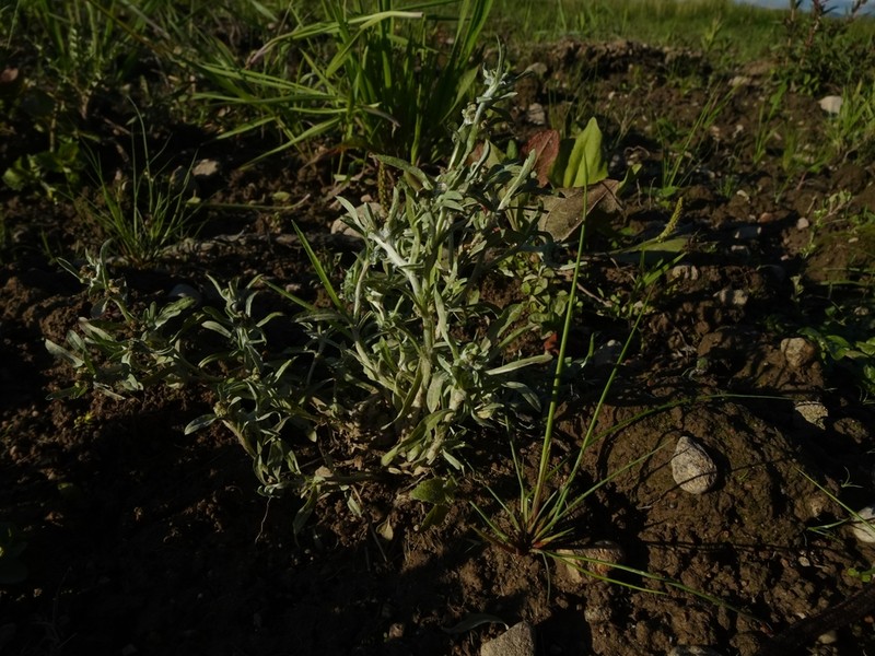 Marsh Cudweed photo 8