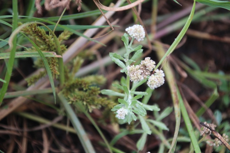 Gnaphalium unionis photo 5