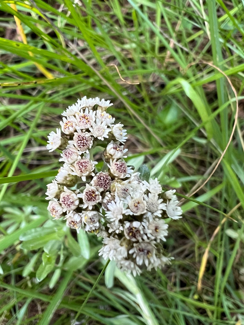 Gnaphalium unionis photo 6