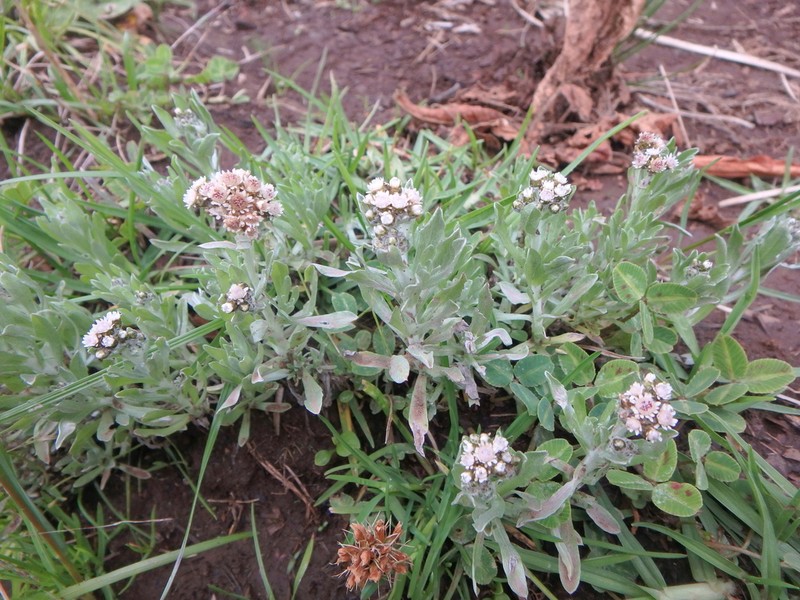 Gnaphalium unionis photo 7