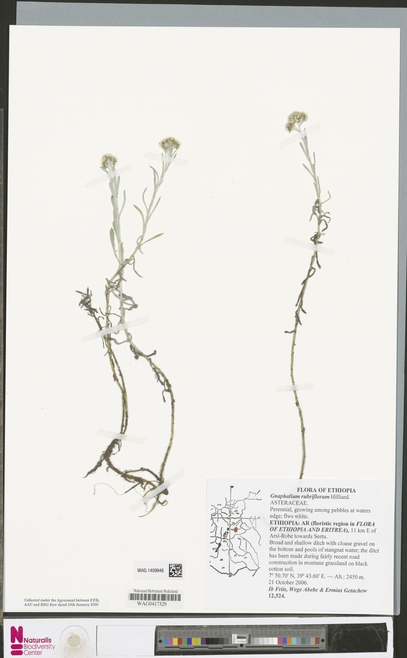 Gnaphalium unionis var. rubriflorum