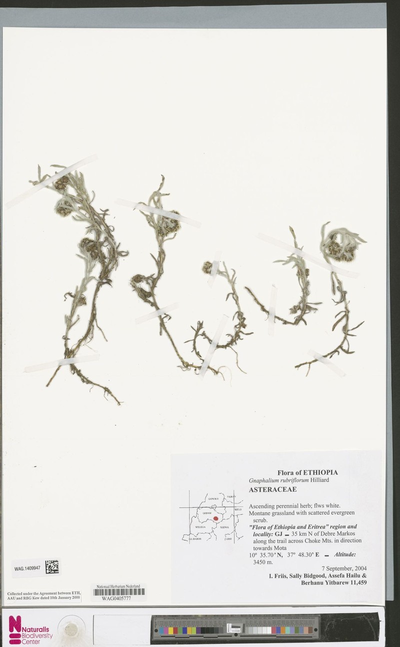 Gnaphalium unionis var. rubriflorum photo 2
