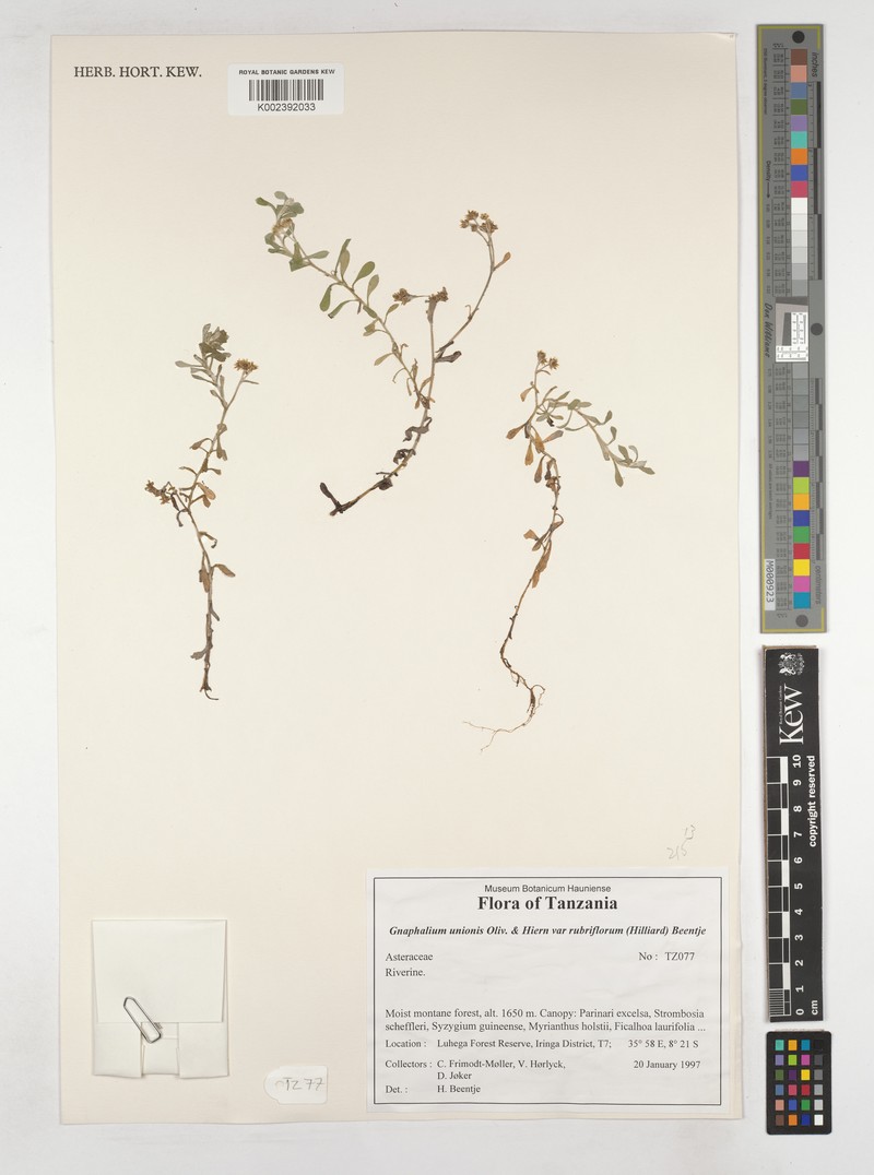 Gnaphalium unionis var. rubriflorum photo 3