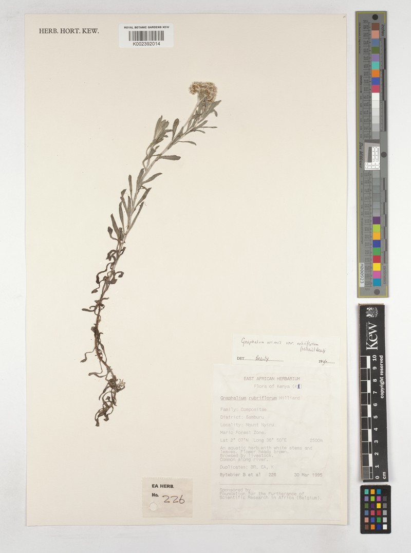Gnaphalium unionis var. rubriflorum photo 4