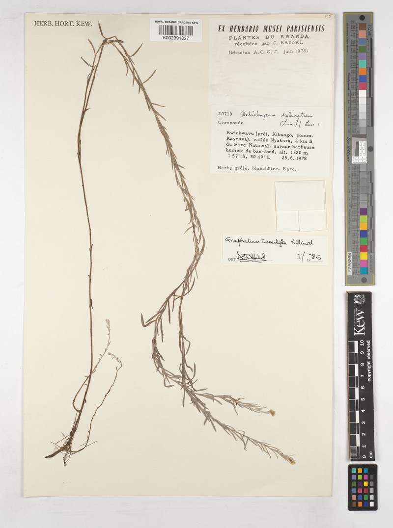 Gnaphalium unionis var. tweedieae