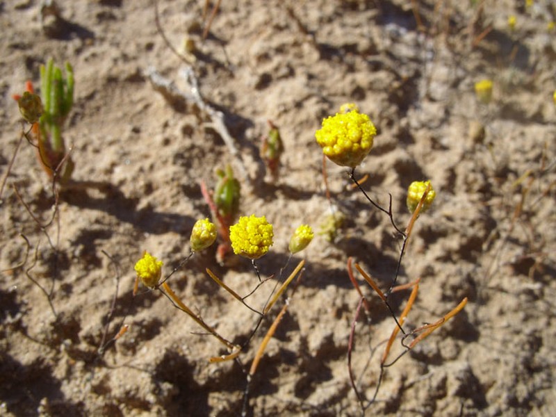 Gnephosis acicularis