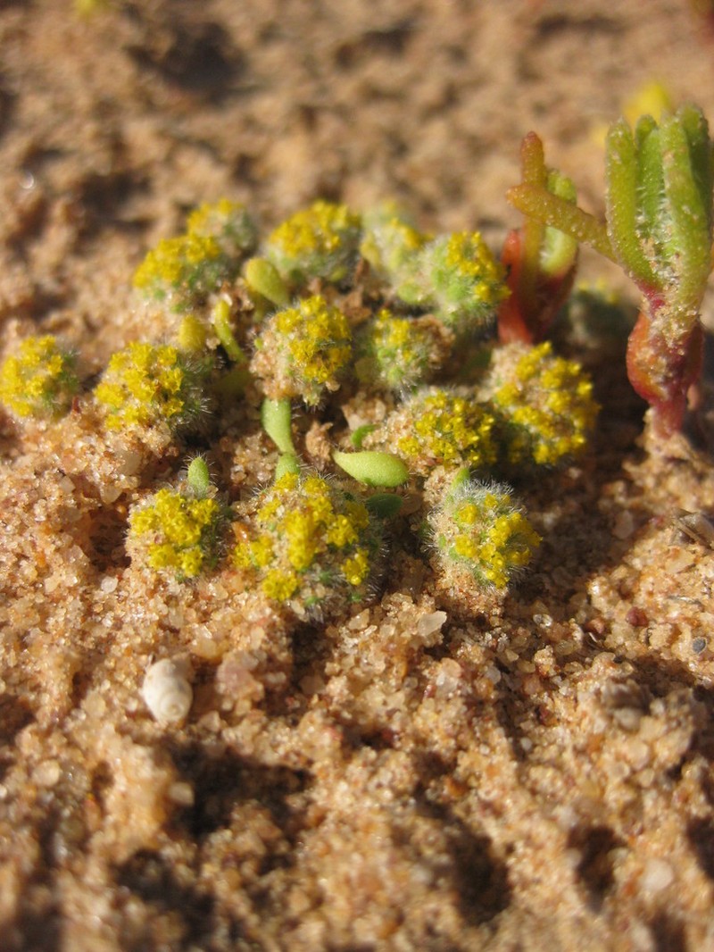 Gnephosis acicularis photo 2