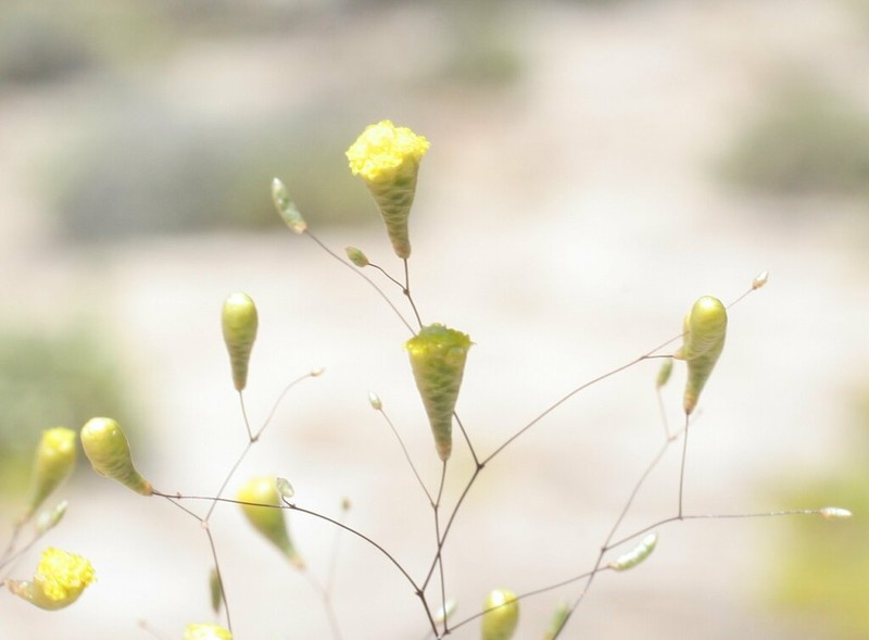 Gnephosis acicularis photo 3