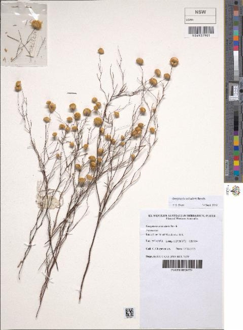 Gnephosis acicularis photo 4