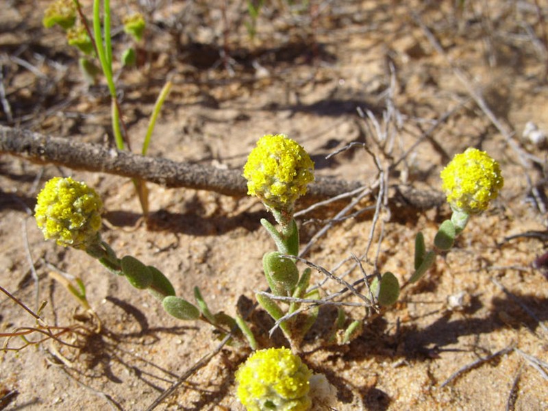 Gnephosis angianthoides