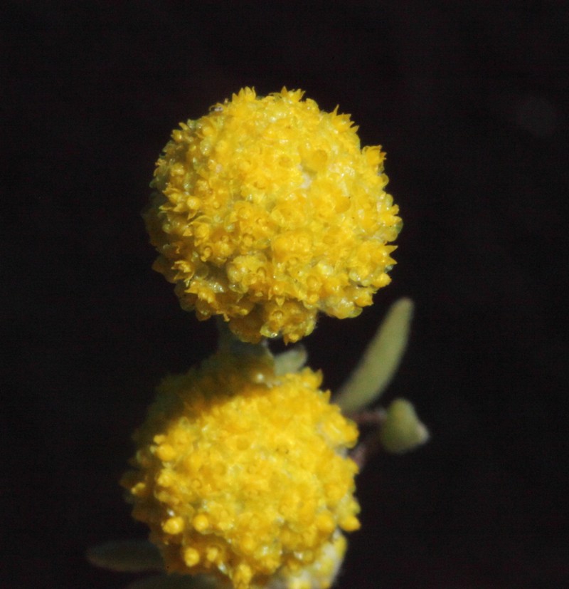 Gnephosis angianthoides photo 2