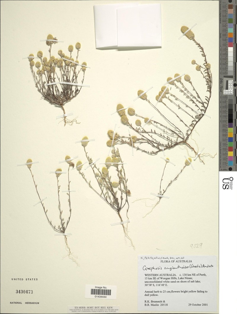 Gnephosis angianthoides photo 3
