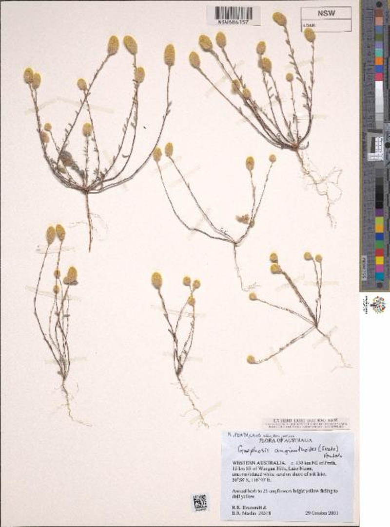 Gnephosis angianthoides photo 4