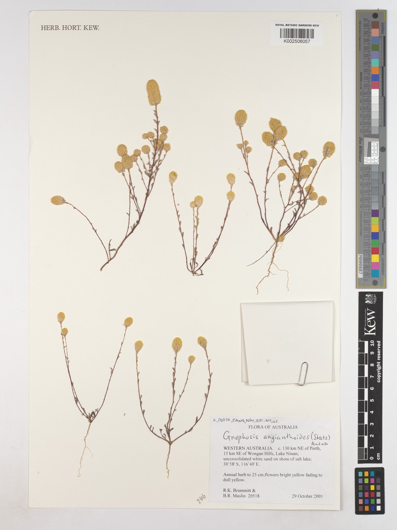 Gnephosis angianthoides photo 5