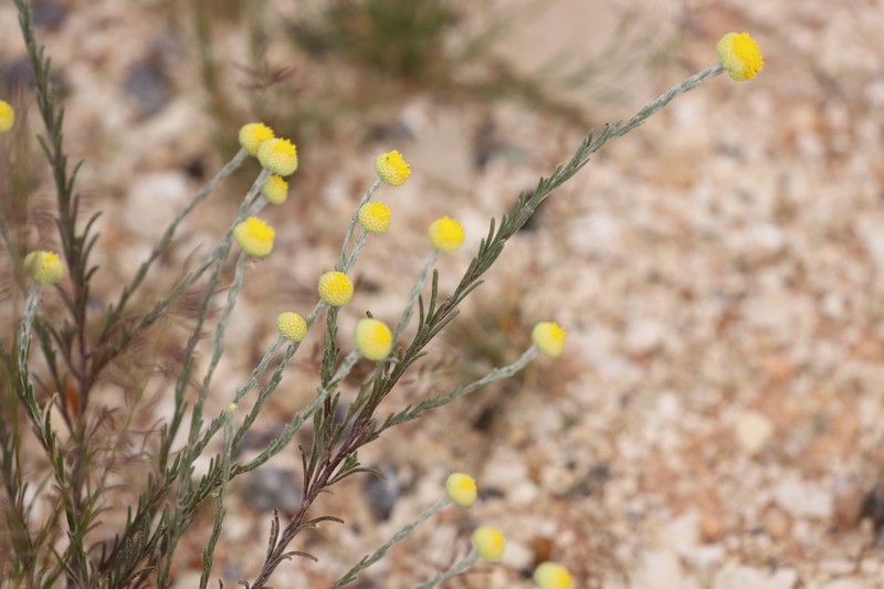 Gnephosis arachnoidea