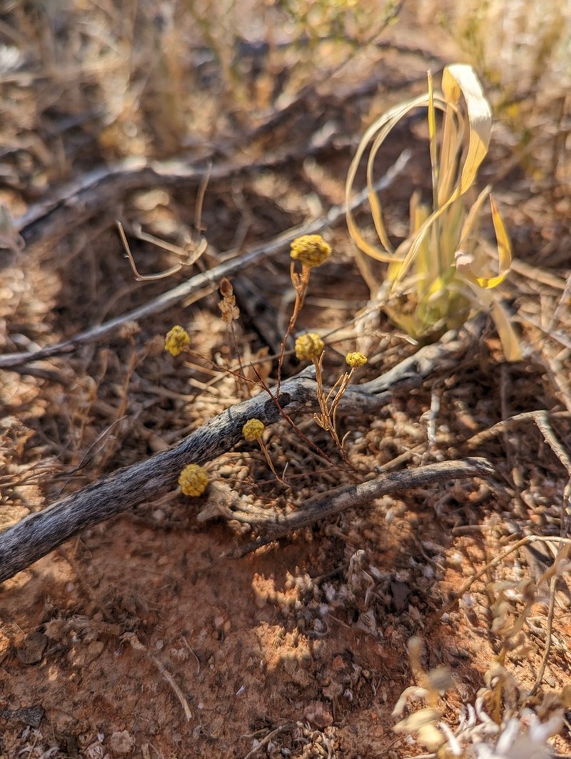 Gnephosis arachnoidea photo 2
