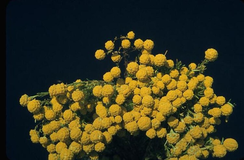 Gnephosis brevifolia