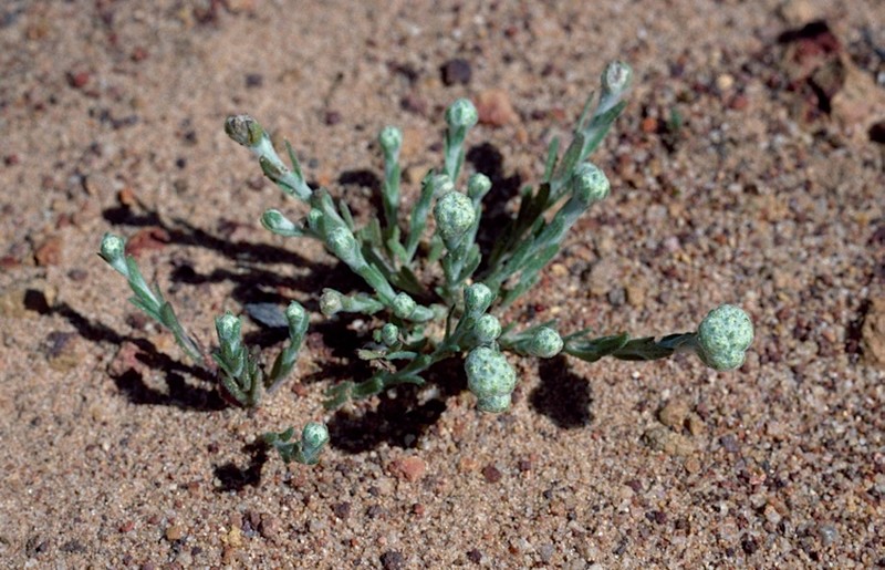Gnephosis brevifolia photo 2