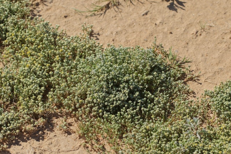 Gnephosis brevifolia photo 3
