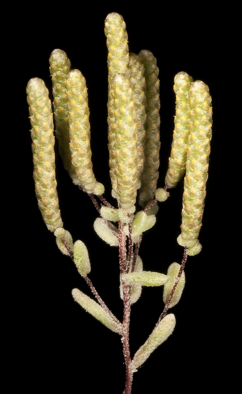 Gnephosis drummondii