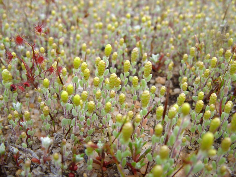 Gnephosis drummondii photo 2
