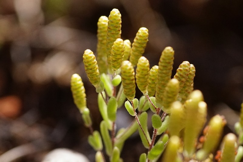 Gnephosis drummondii photo 3
