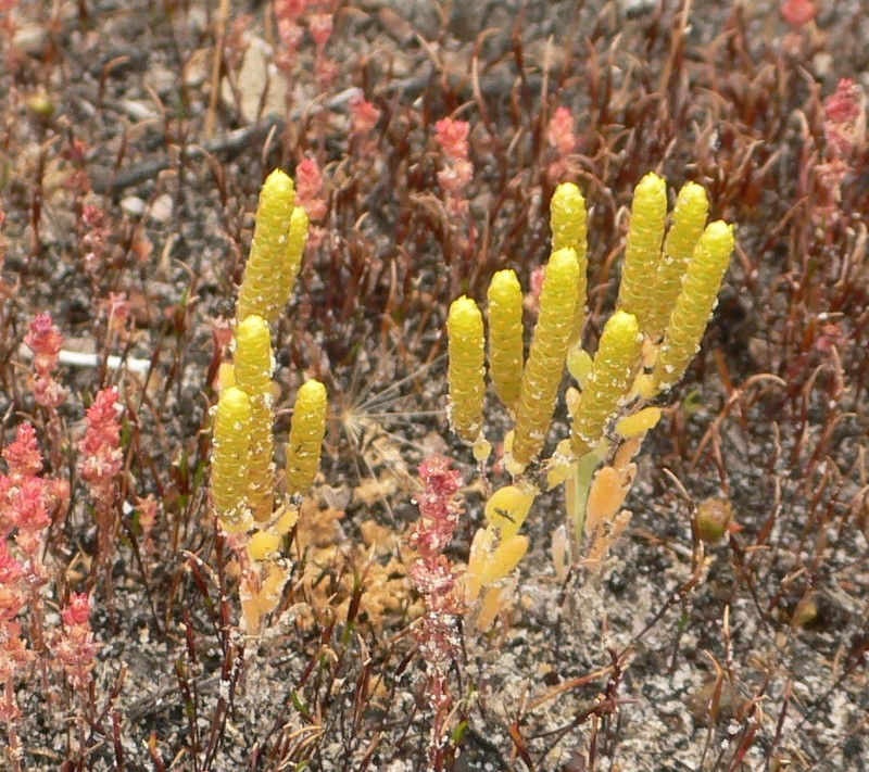 Gnephosis drummondii photo 4