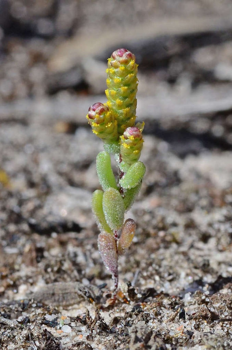 Gnephosis drummondii photo 5