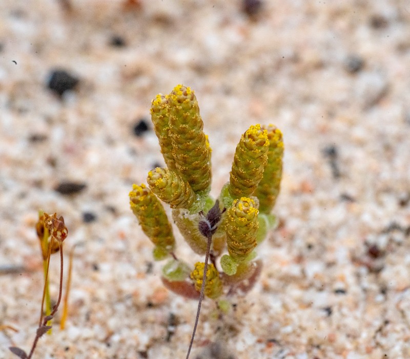 Gnephosis drummondii photo 6