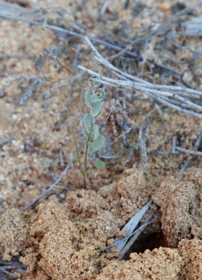 Gnephosis drummondii photo 7