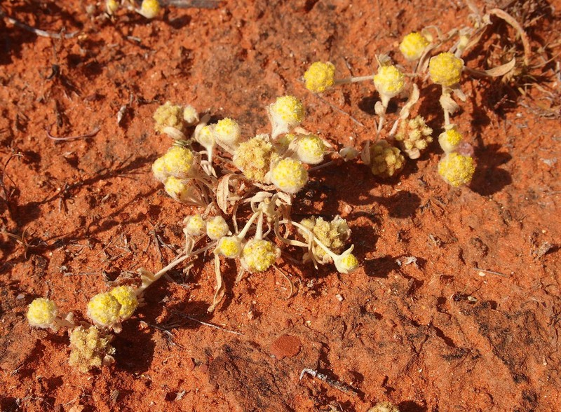 Gnephosis eriocarpa