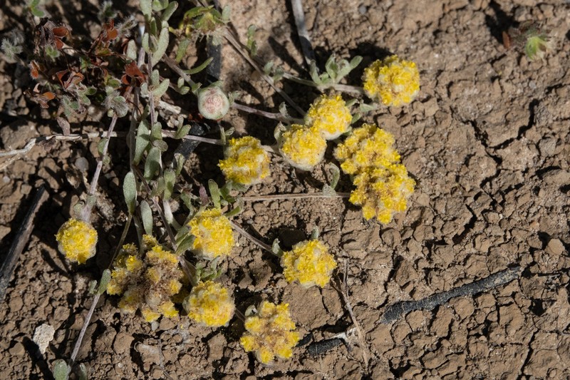 Gnephosis eriocarpa photo 2