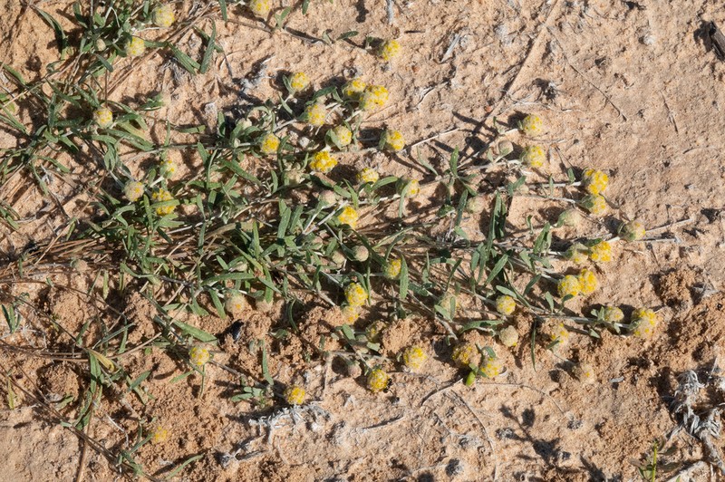 Gnephosis eriocarpa photo 3