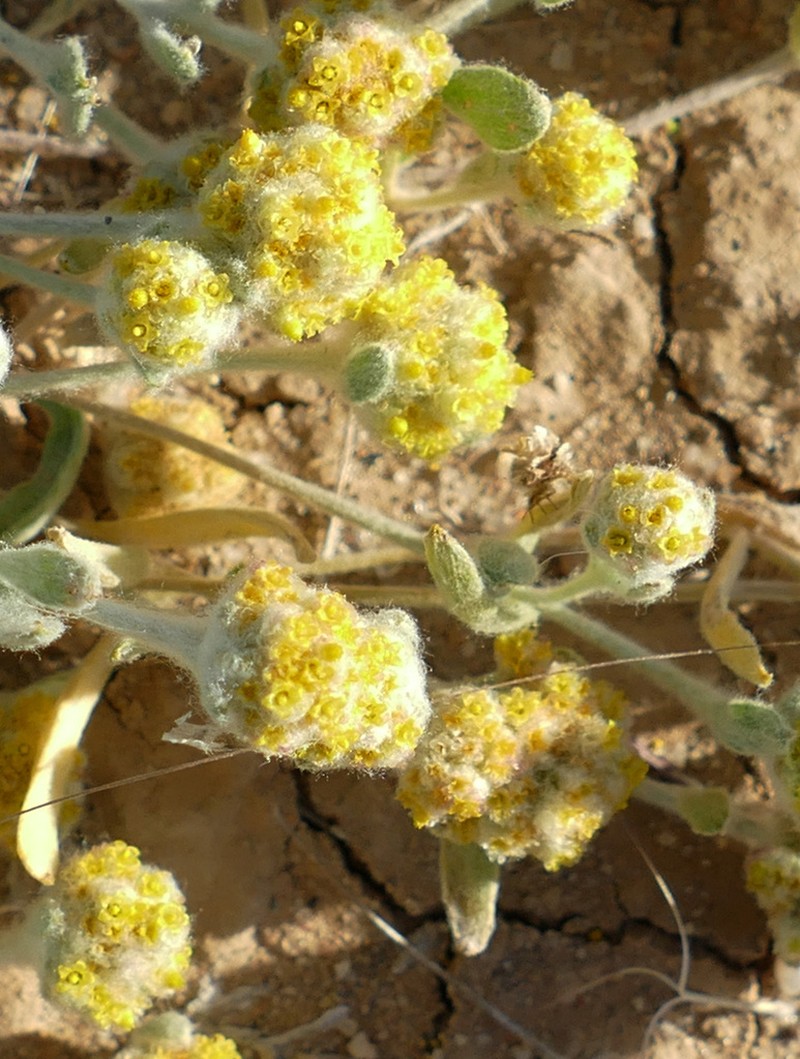 Gnephosis eriocarpa photo 5
