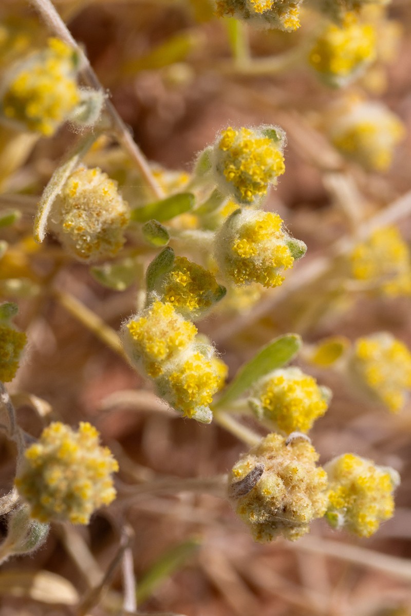 Gnephosis eriocarpa photo 6