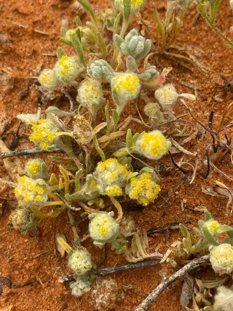 Gnephosis eriocarpa photo 7