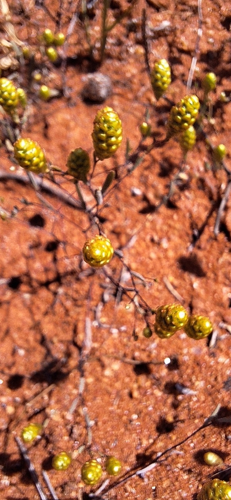 Gnephosis gynotricha