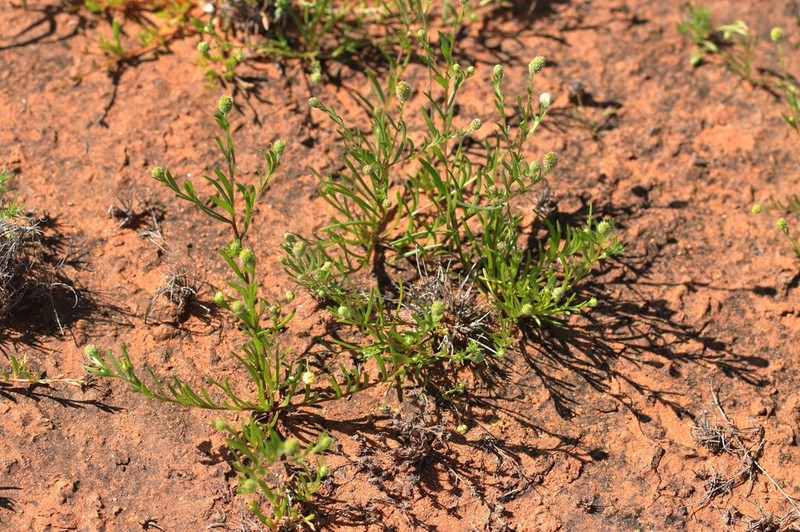 Gnephosis gynotricha photo 2