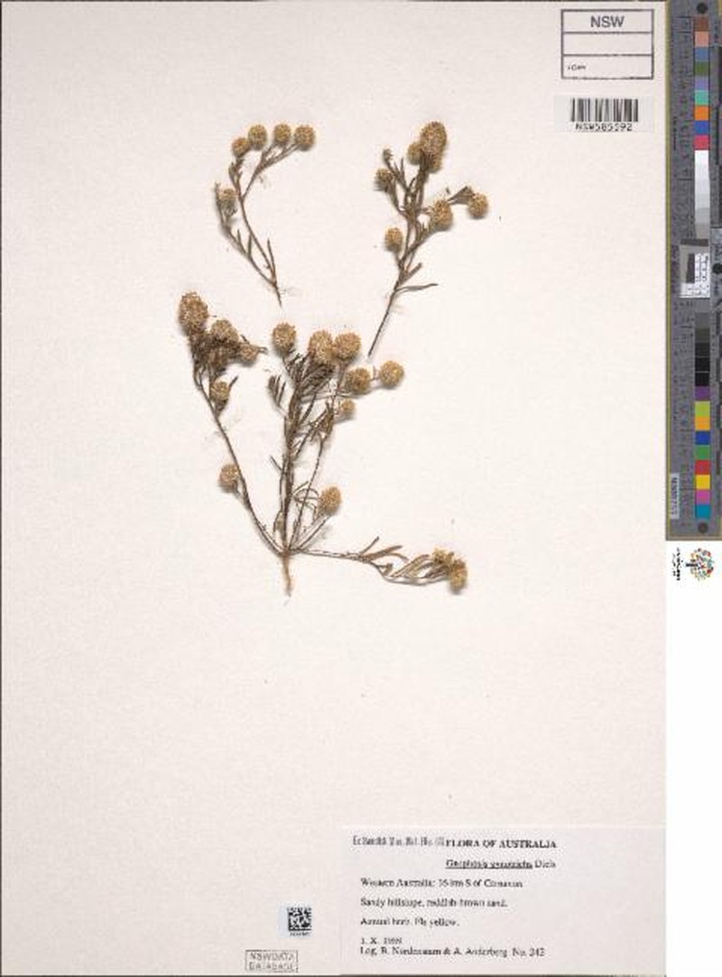 Gnephosis gynotricha photo 3