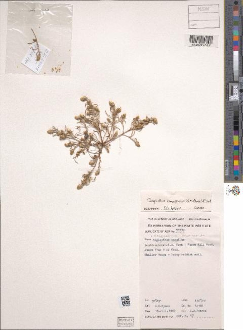 Gnephosis multiflora