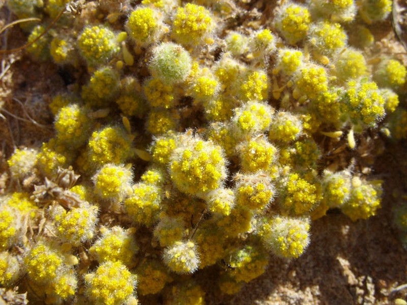 Gnephosis setifera