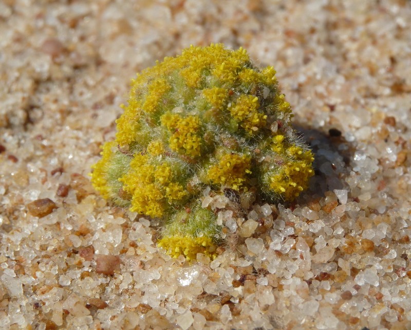 Gnephosis setifera photo 2