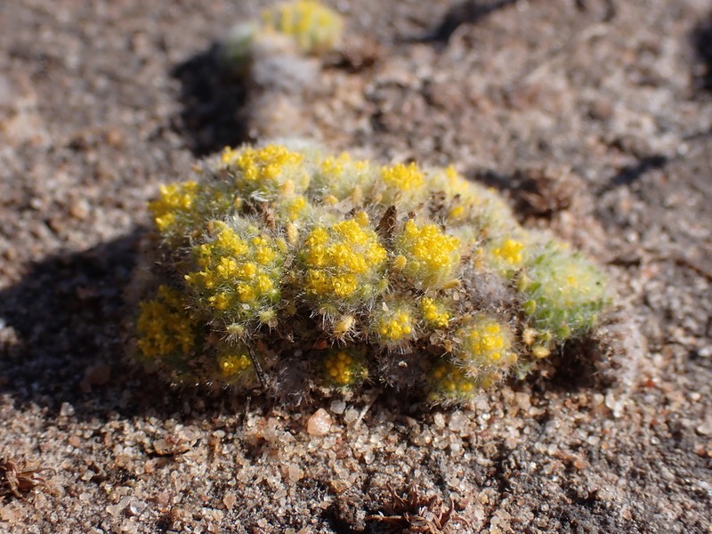 Gnephosis setifera photo 3