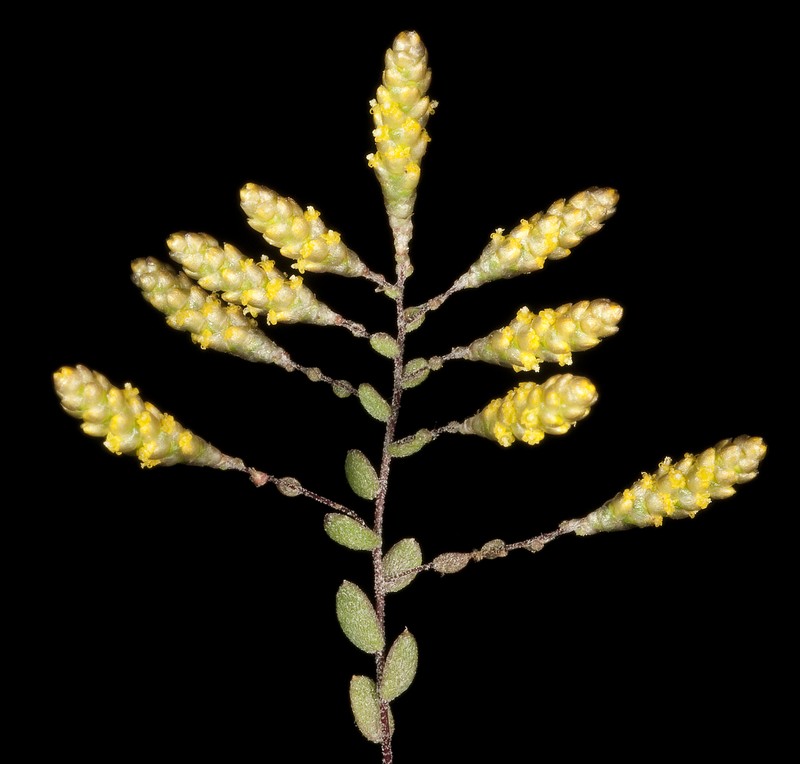 Gnephosis tenuissima