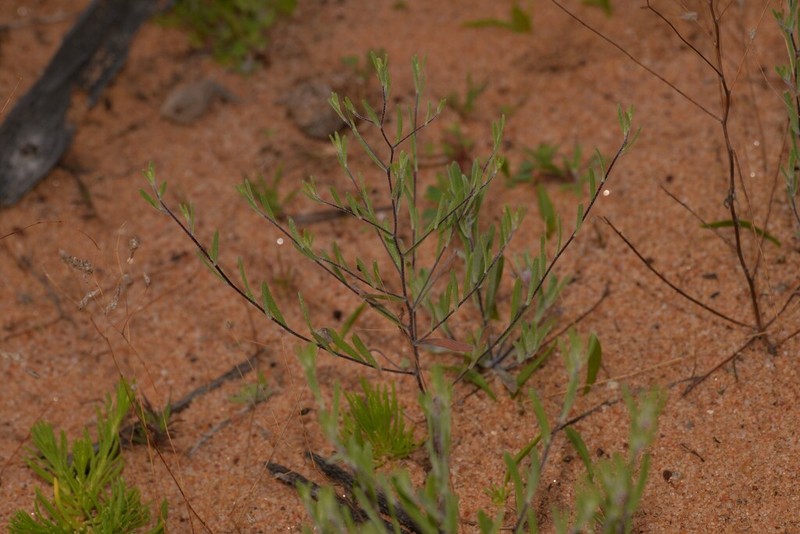 Gnephosis tenuissima photo 3
