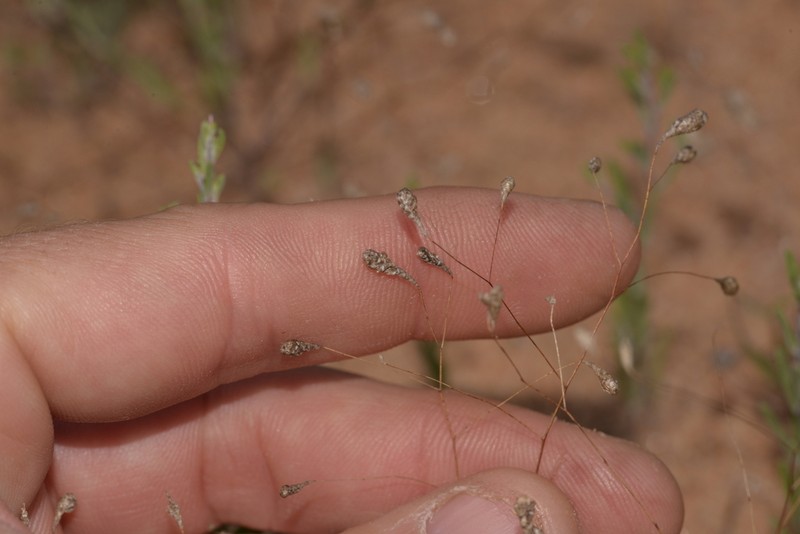 Gnephosis tenuissima photo 4