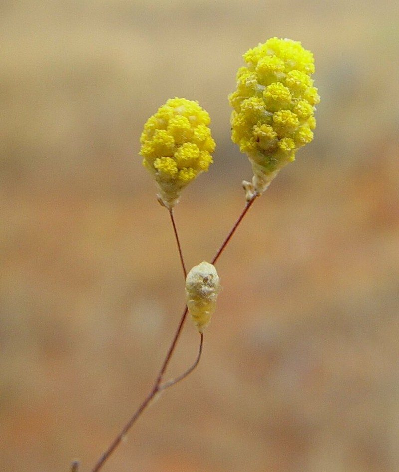 Gnephosis tenuissima photo 5