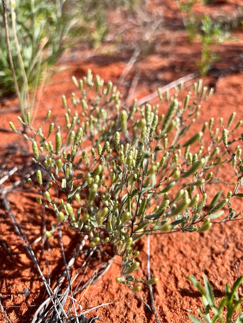 Gnephosis tenuissima photo 6