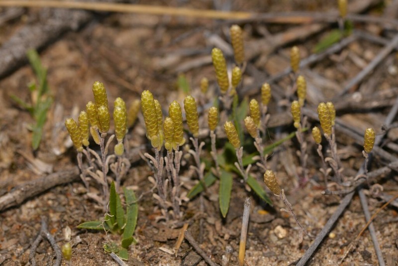Gnephosis tenuissima photo 7